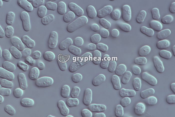 Levures (Saccharomyces pombe) x400 - gryphea.org